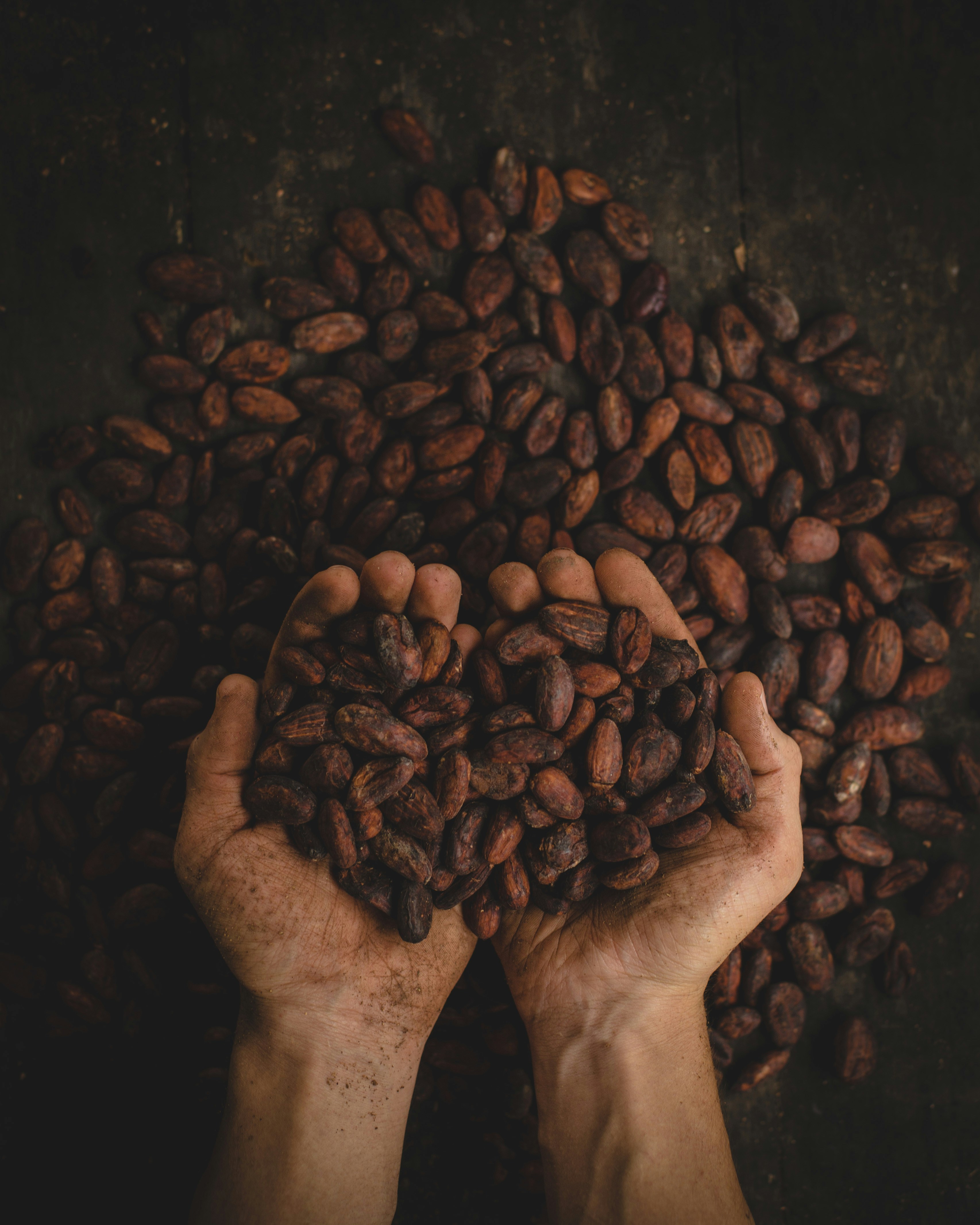 Manos sujetando granos de cacao, con más granos de cacao al fondo.